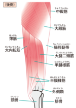 膝の外側の痛みの原因と対処法
