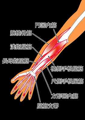２０秒で出来る手のひらの痛み改善ストレッチ（前腕屈筋を伸ばす）