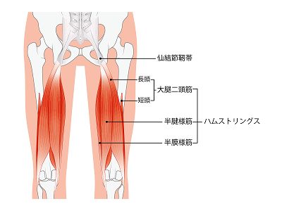 膝の曲げ伸ばしで感じる膝の内側の痛みの理由と対処法