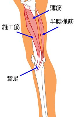 ２０秒で出来る膝の内側の痛み改善ストレッチ（縫工筋を伸ばす）