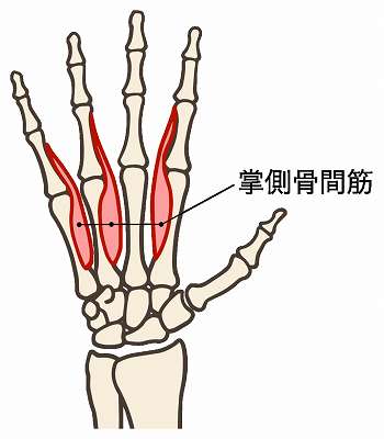 ２０秒で出来る指内側の痛み改善ストレッチ（掌側骨間筋を伸ばす）