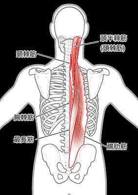 ２０秒で出来る腰から背中の痛み改善ストレッチ（脊柱起立筋を伸ばす）