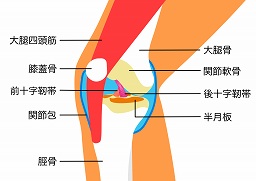 膝の構造と膝痛