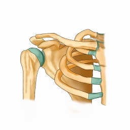 前に腕を上げると肩にロックが掛かる