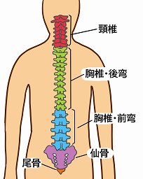 腰痛の原因となる腰椎分離症とは